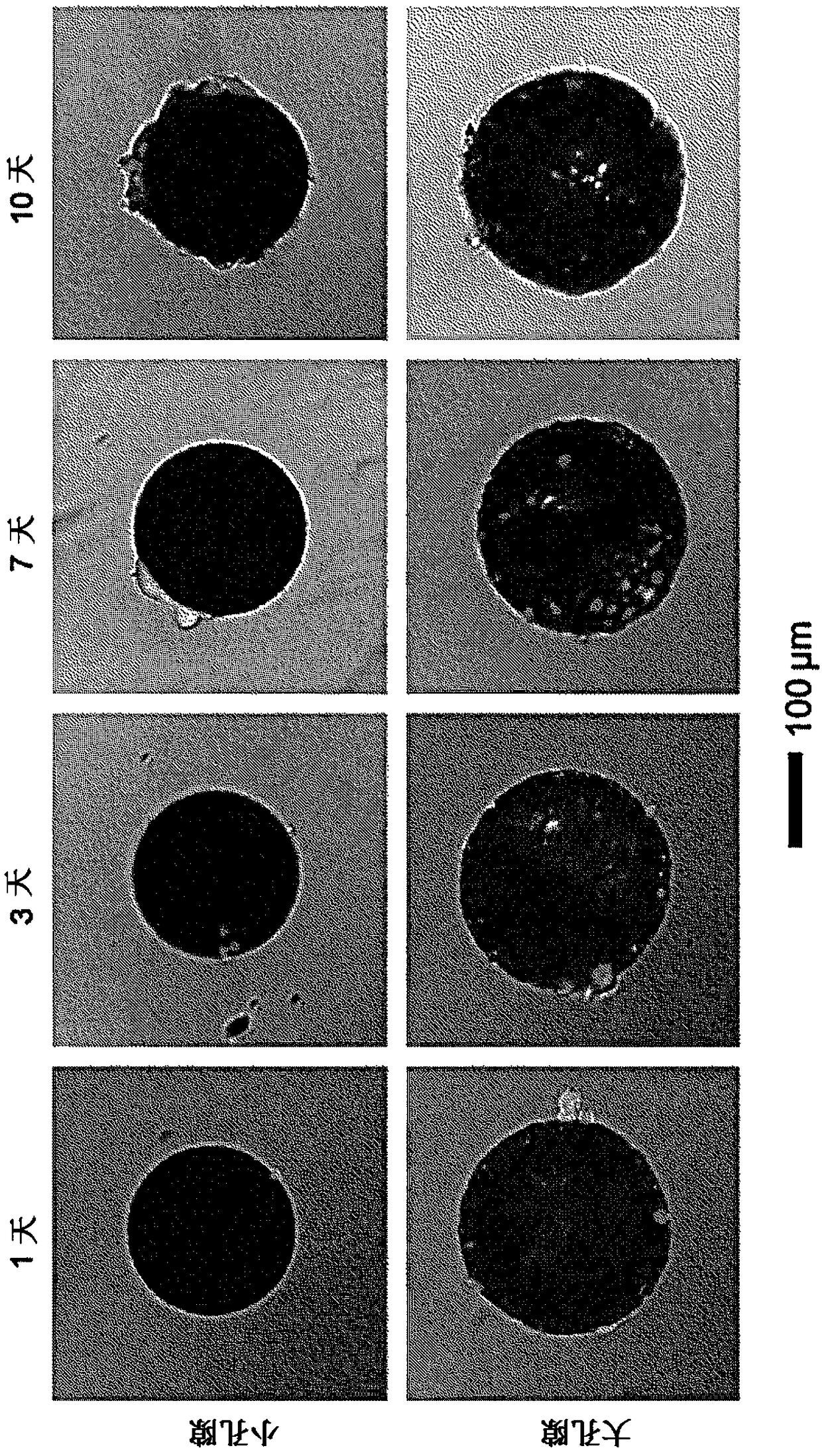 Method for producing hollow porous microspheres