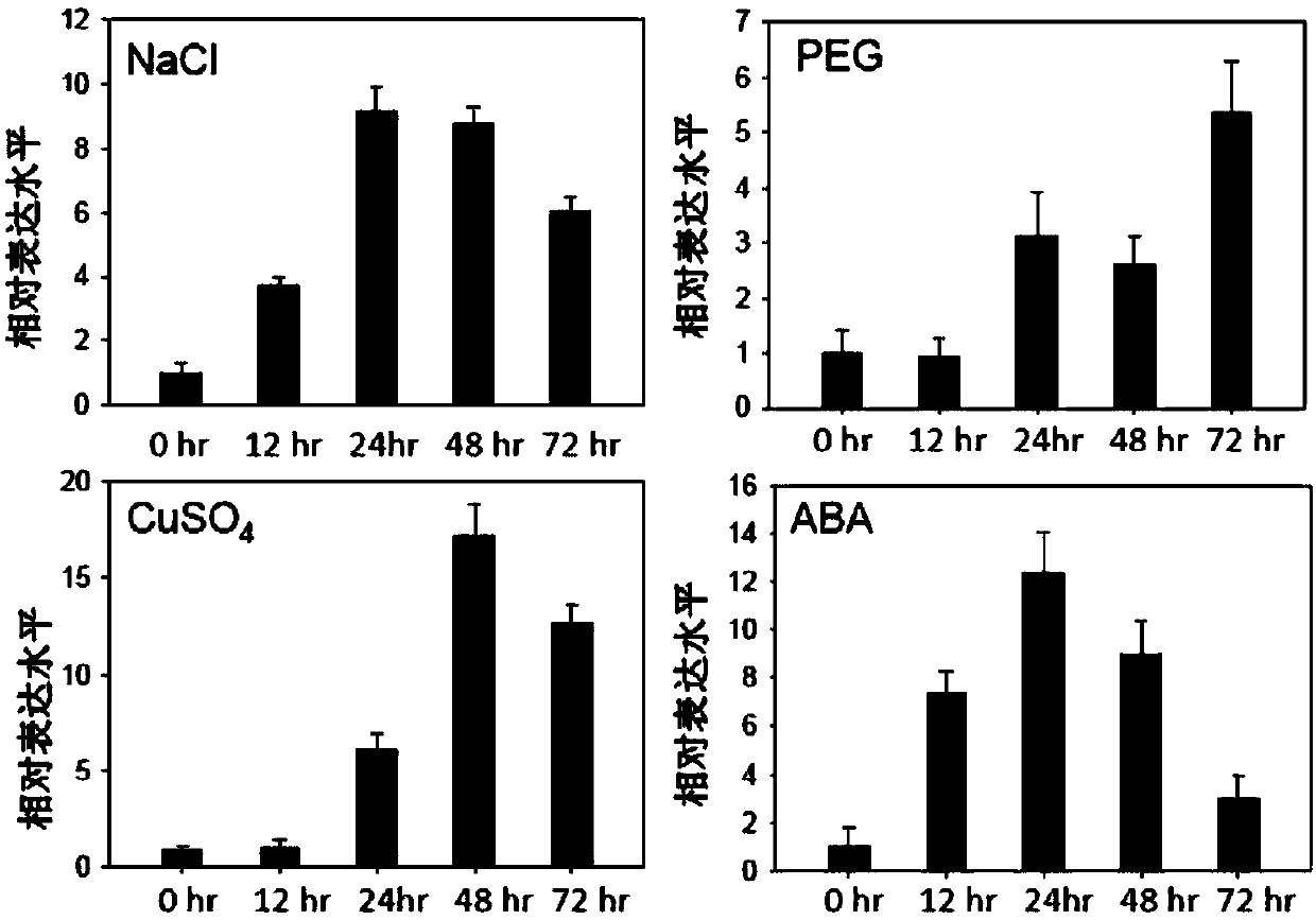 Populus euphratica PeMIPS1 gene and application thereof