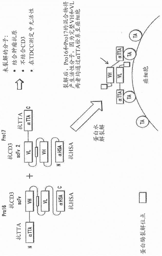 Constrained conditionally activated binding proteins