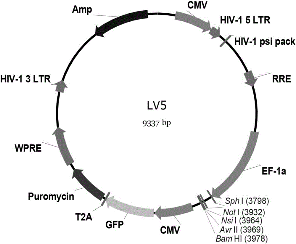 BANCR gene overexpression lentivirus vector, BANCR lentivirus, construction methods and application