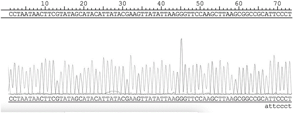 BANCR gene overexpression lentivirus vector, BANCR lentivirus, construction methods and application