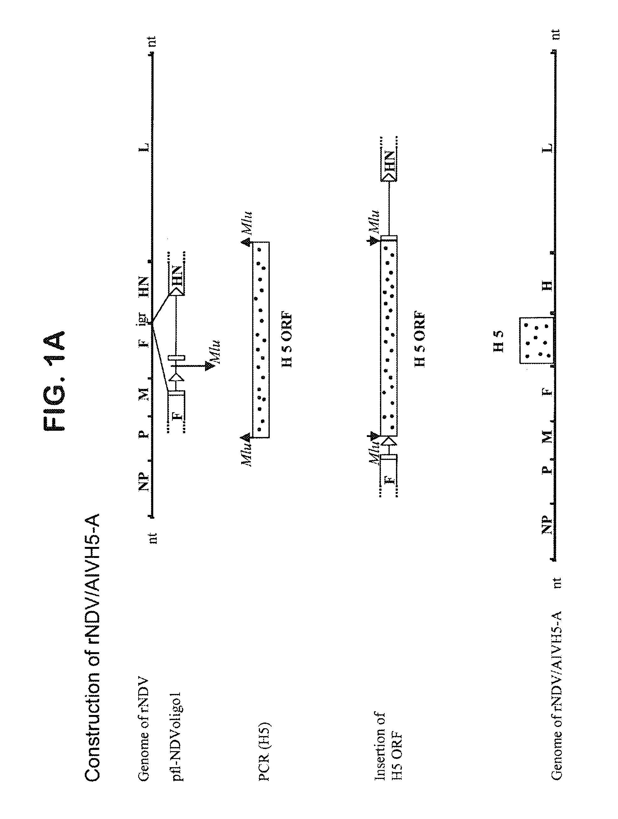 Recombinant mononegaviral virus vectors