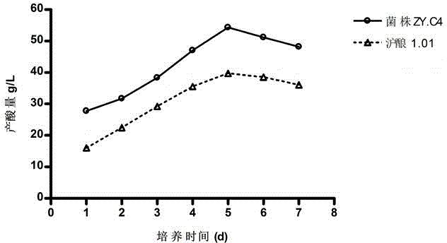 Acetobacter malorum and application thereof