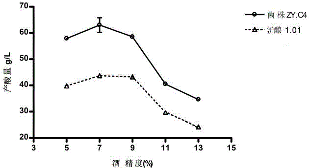 Acetobacter malorum and application thereof