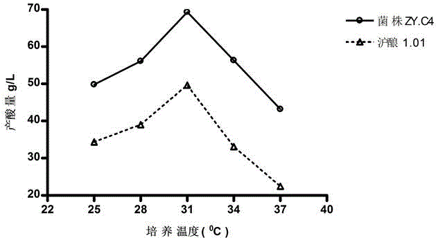 Acetobacter malorum and application thereof