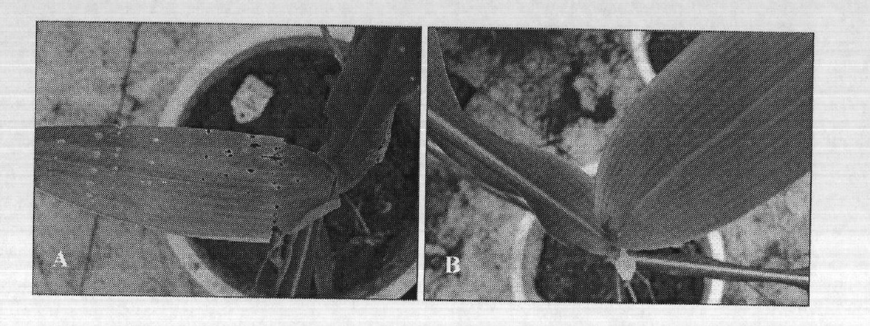 Genetic transformation method using sweet sorghum young ear or young ear induced callus as explant