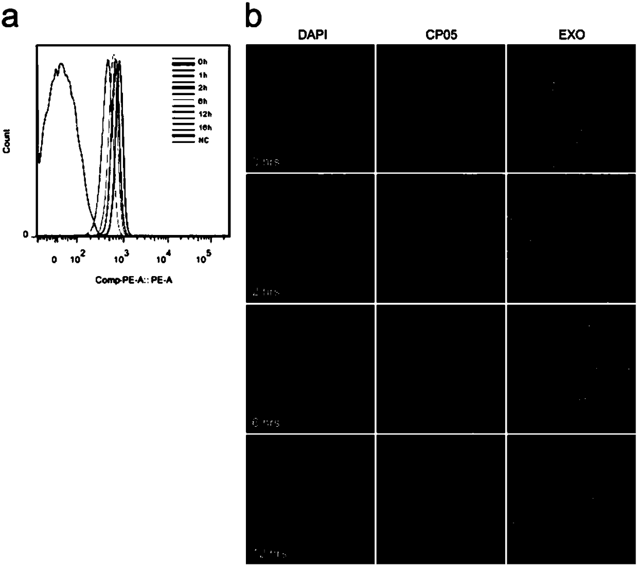 A small peptide and composition formed by linking the small peptide