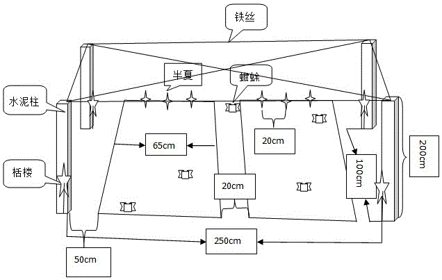 Method for combining toad breeding and pinellia ternata and trichosanthes kirilowii Maxim. planting