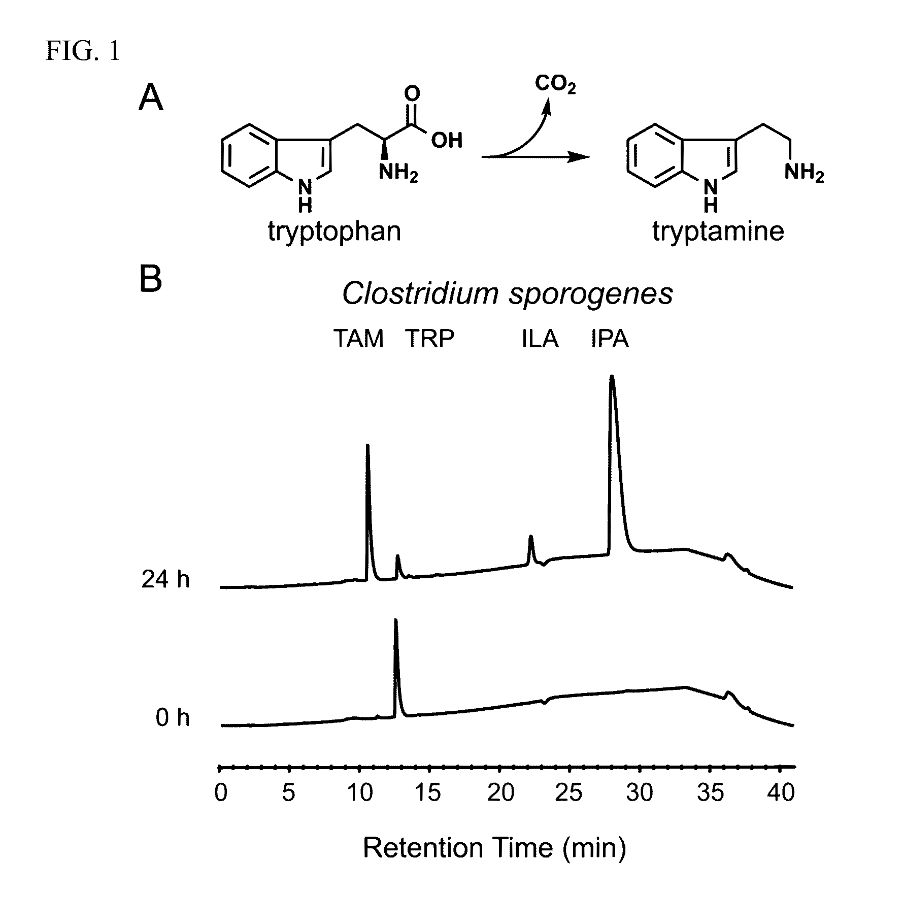 Methods and materials for using ruminococcus gnavus or clostridium sporogenes to treat gastrointestinal disorders