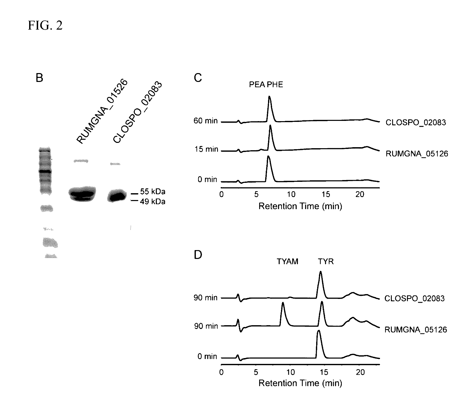 Methods and materials for using ruminococcus gnavus or clostridium sporogenes to treat gastrointestinal disorders