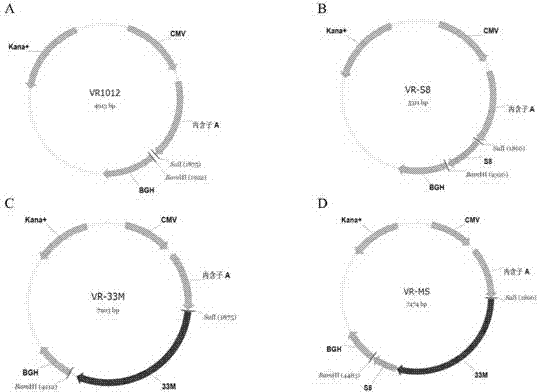 Tumor DNA vaccine and virus vector vaccine taking mucoprotein 1 and surviving as target spots