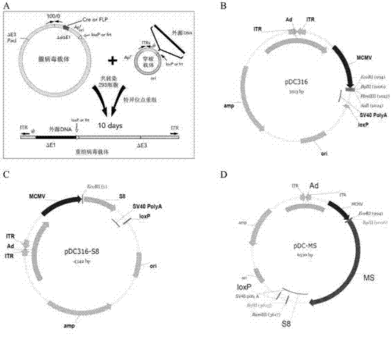 Tumor DNA vaccine and virus vector vaccine taking mucoprotein 1 and surviving as target spots