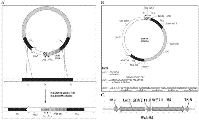 Tumor DNA vaccine and virus vector vaccine taking mucoprotein 1 and surviving as target spots