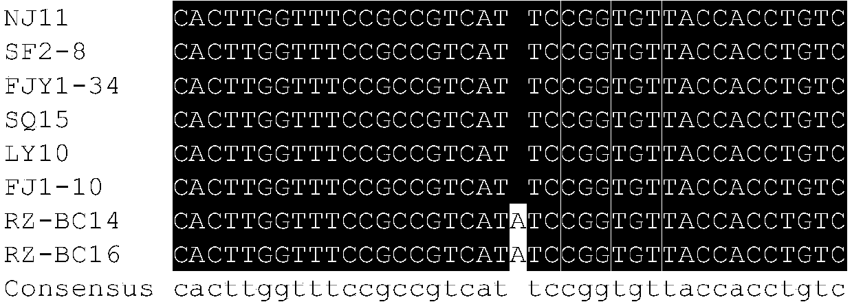 Molecular detection method for identifying insecticide resistance of Botrytis cinerea on zoxamide