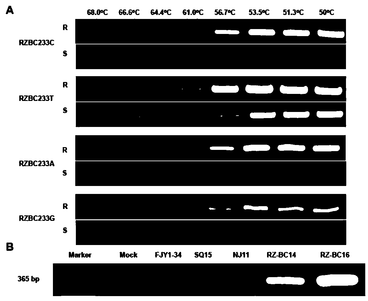 Molecular detection method for identifying insecticide resistance of Botrytis cinerea on zoxamide