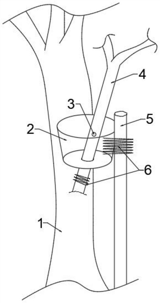 Grafting-free noninvasive colonization method for plants