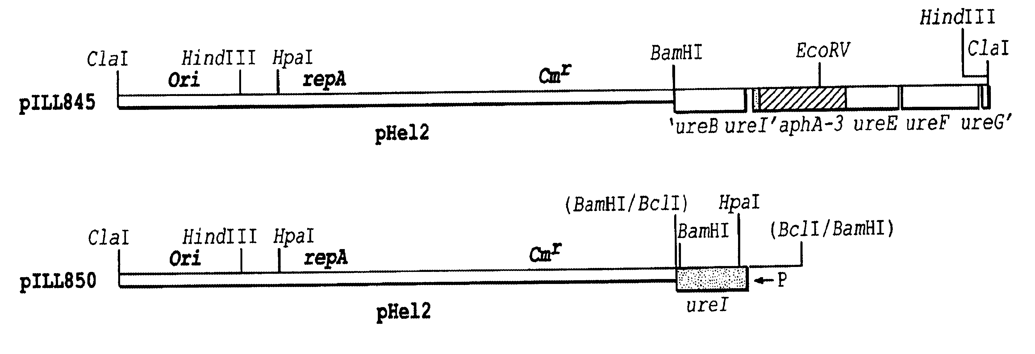 Methods of inhibiting helicobacter pylori