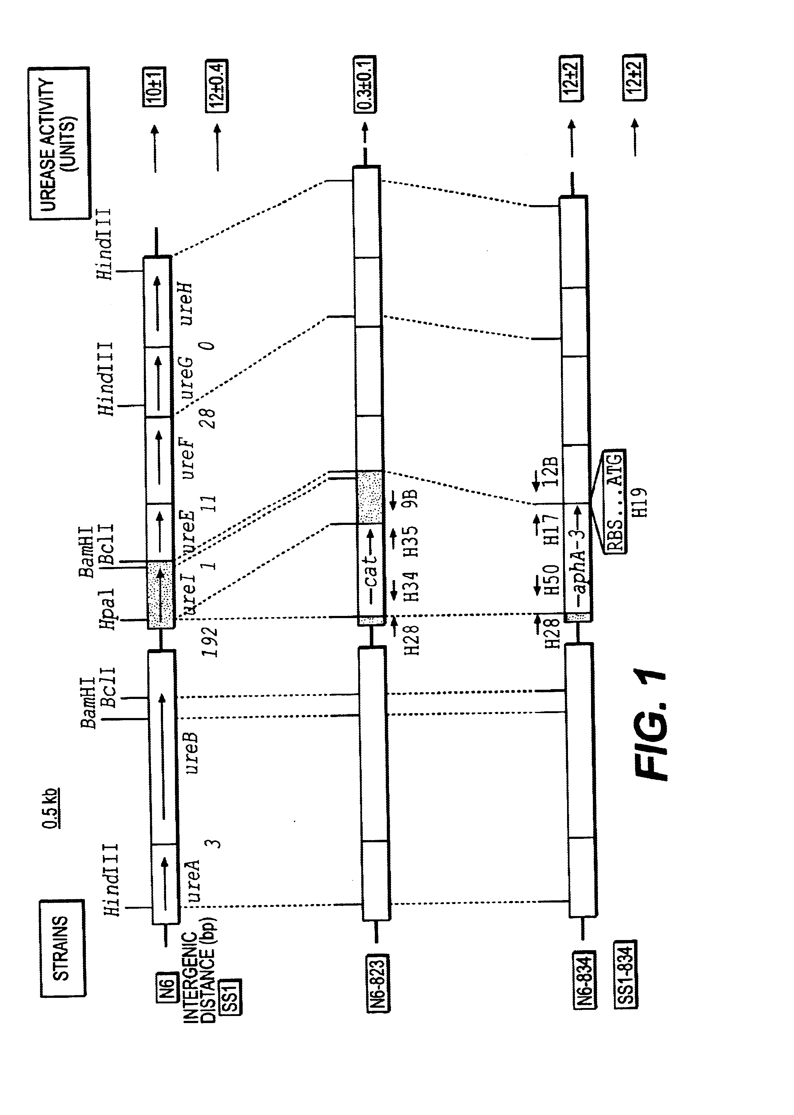 Methods of inhibiting helicobacter pylori