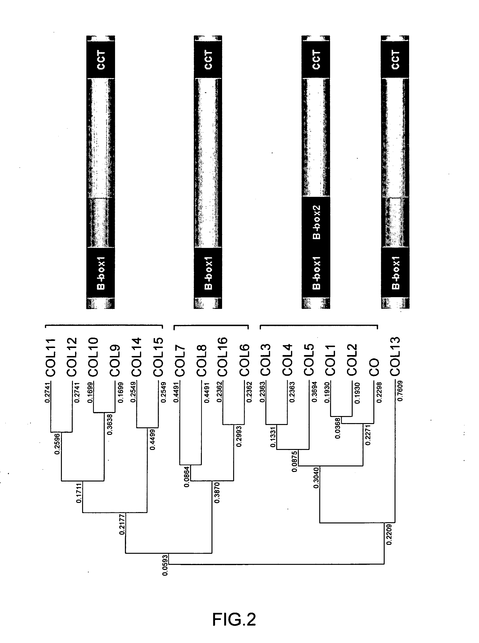 Control of hypocotyllength and flowering time by COL8 gene