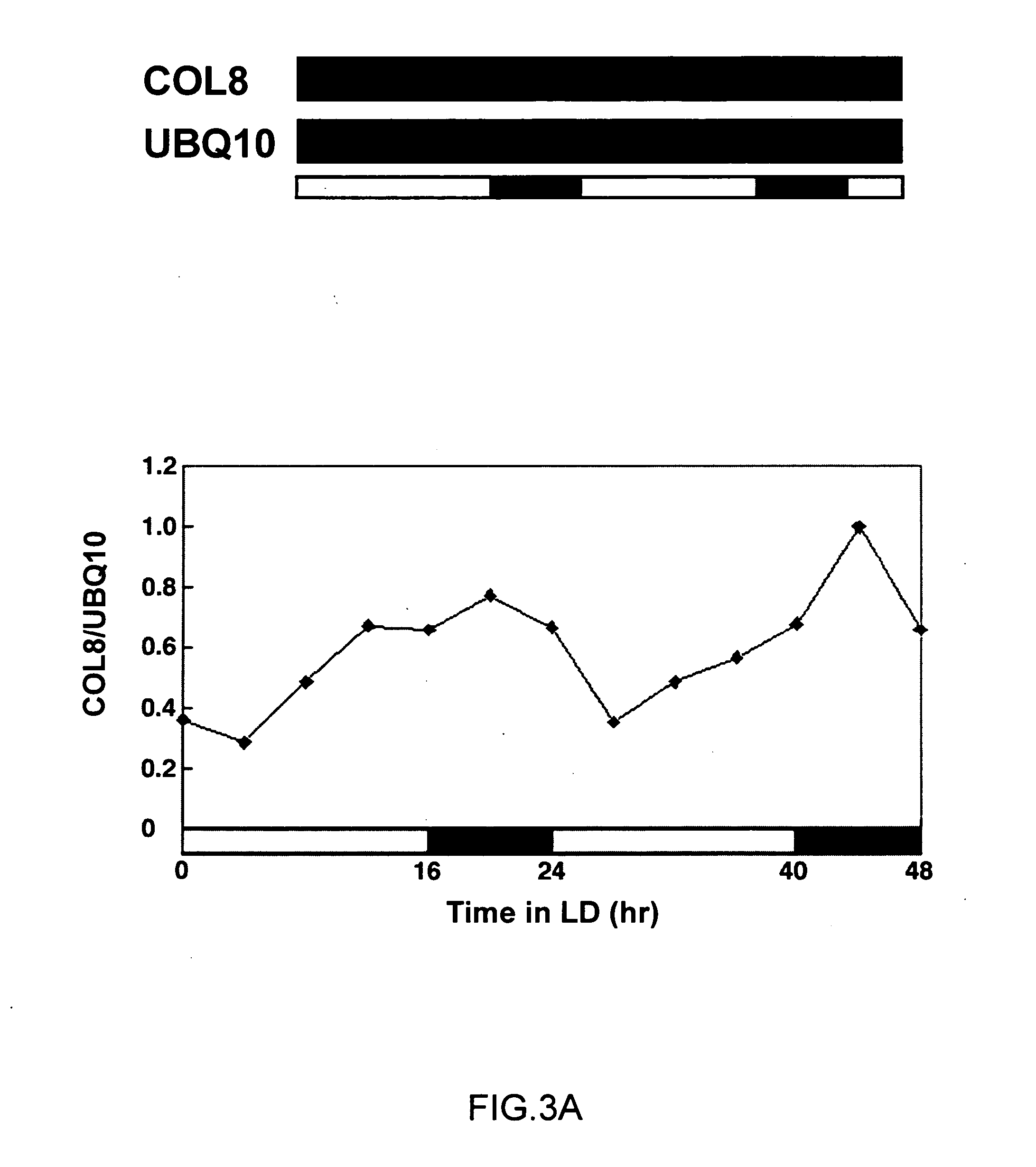 Control of hypocotyllength and flowering time by COL8 gene