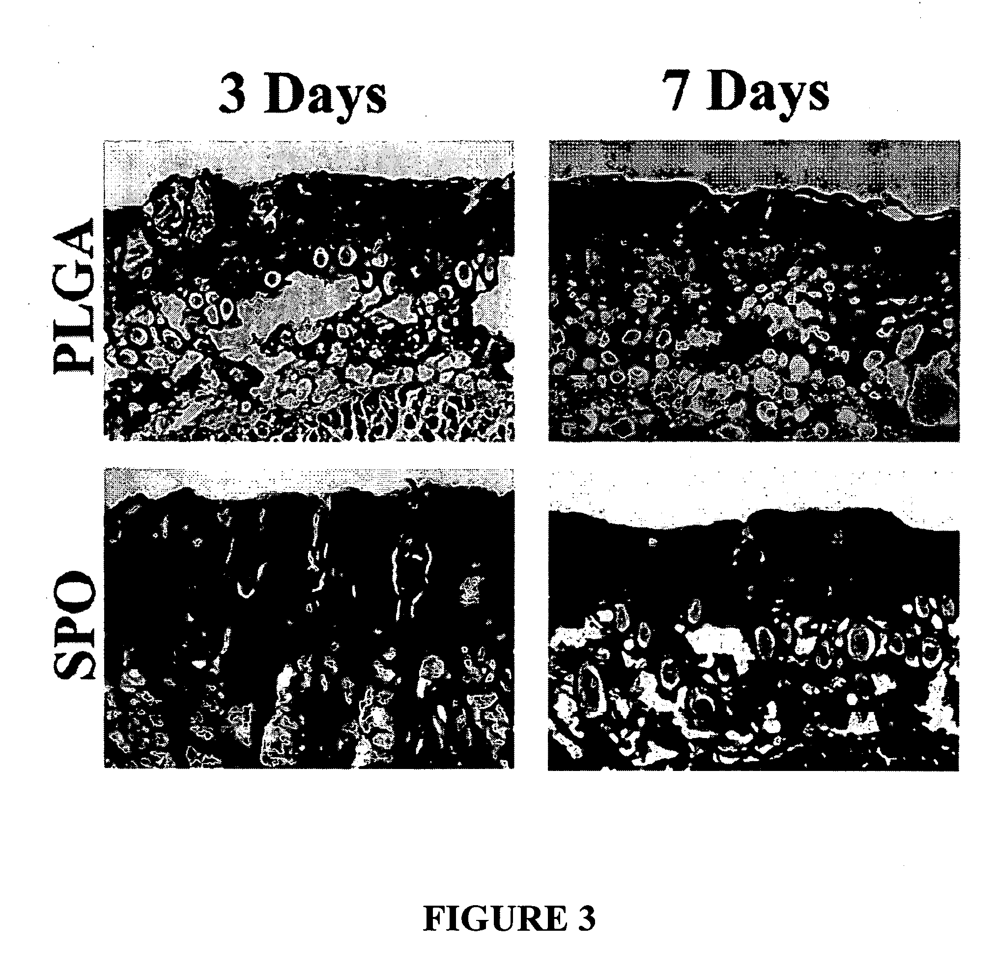 Oxygen-generating compositions for enhancing cell and tissue survival in vivo