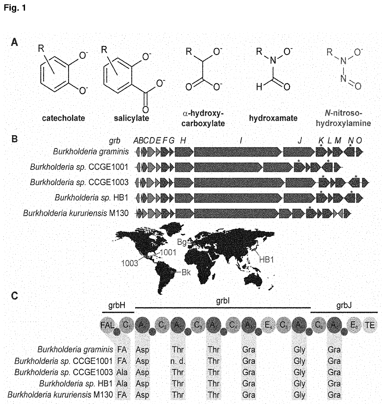 Bacterial siderophore gramibactin