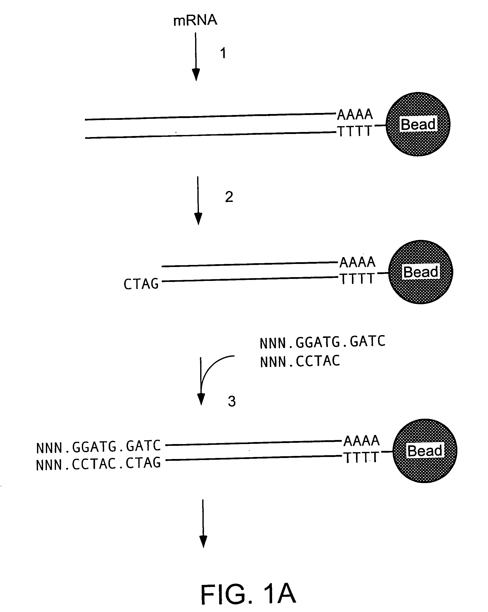 Mass label linked hybridisation probes