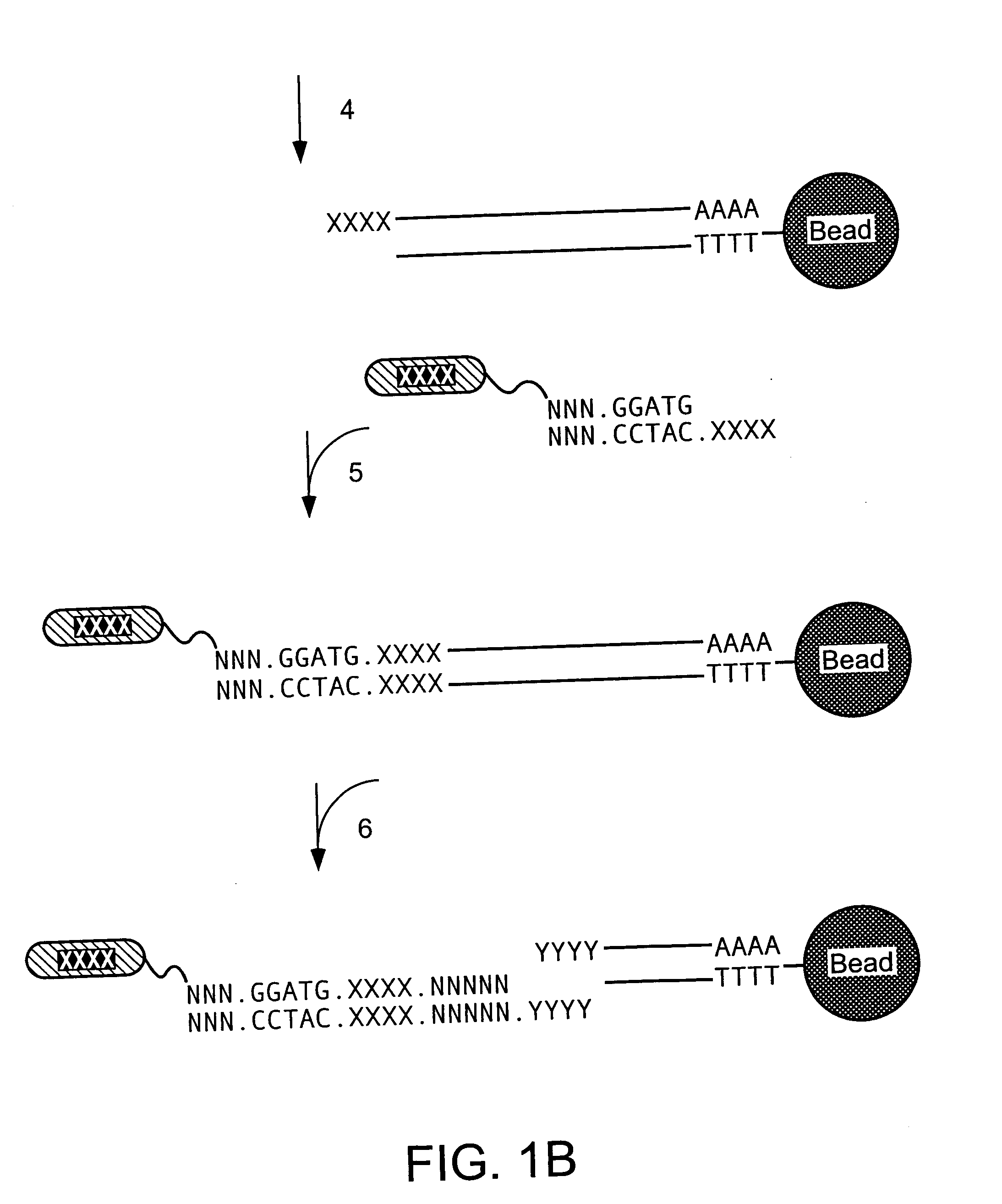 Mass label linked hybridisation probes