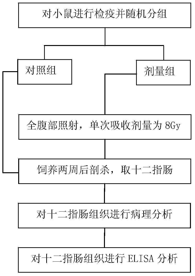 Establishment method of mouse acute radiation duodenitis model