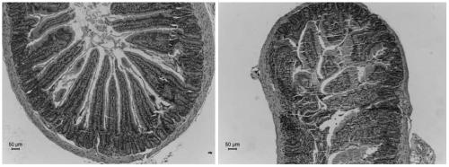 Establishment method of mouse acute radiation duodenitis model