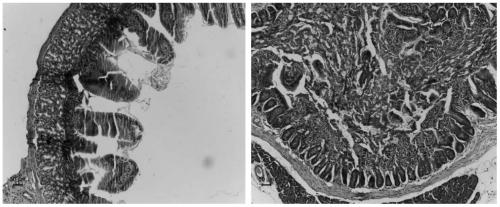 Establishment method of mouse acute radiation duodenitis model