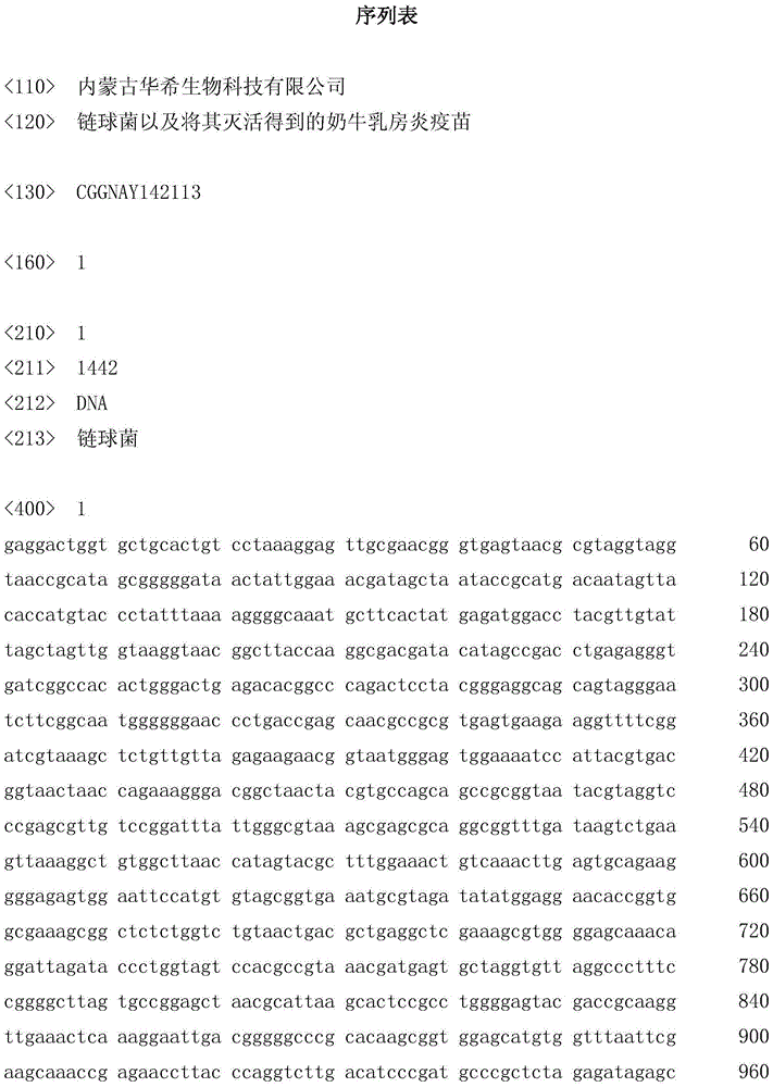 Streptococcus and its inactivated cow mastitis vaccine