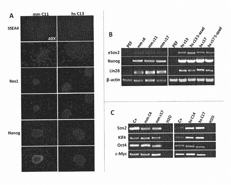 Method for generating and inducing pluripotent stem cells by using pig fibroblasts