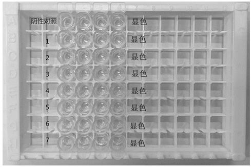 Rapid detection kit for simultaneously detecting sulfonamide, florfenicol, tilmicosin and trimethoprim in pork