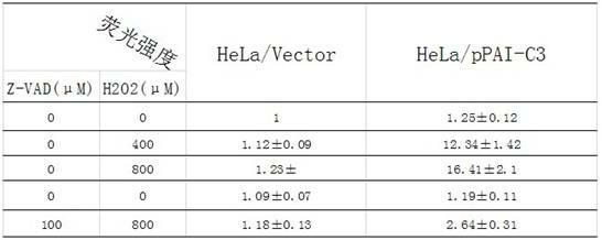 Preparation method and application method for indicator for monitoring activity of protease in real time