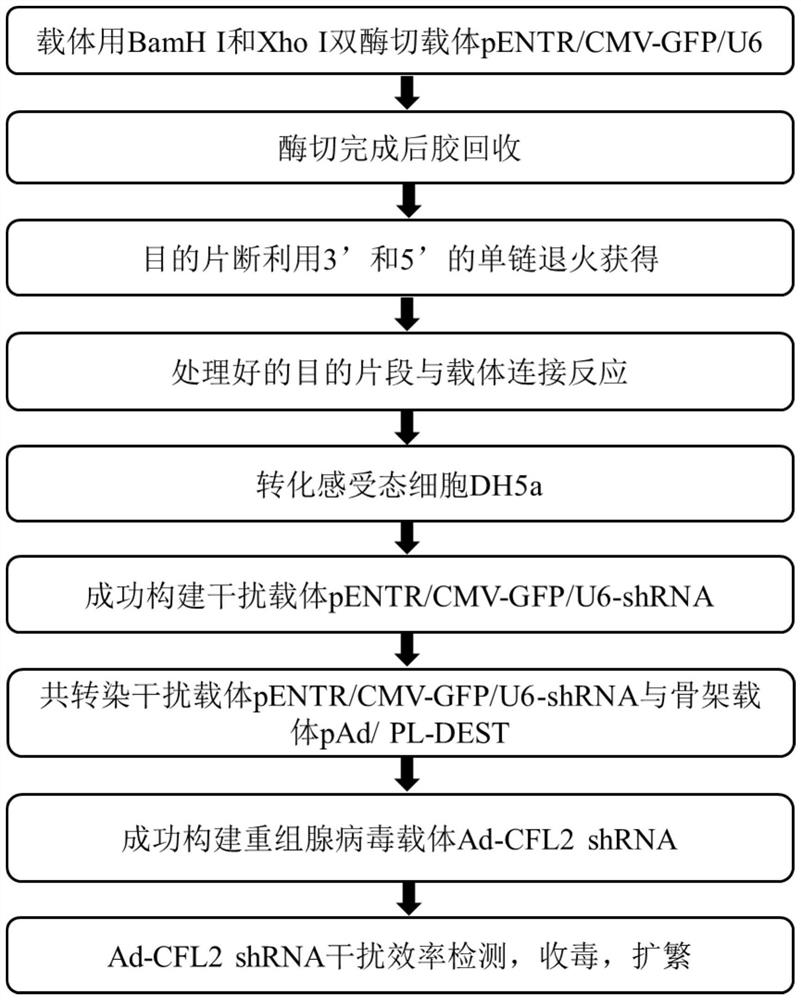 Bovine CFL2 gene adenovirus interference vector and construction and identification method thereof