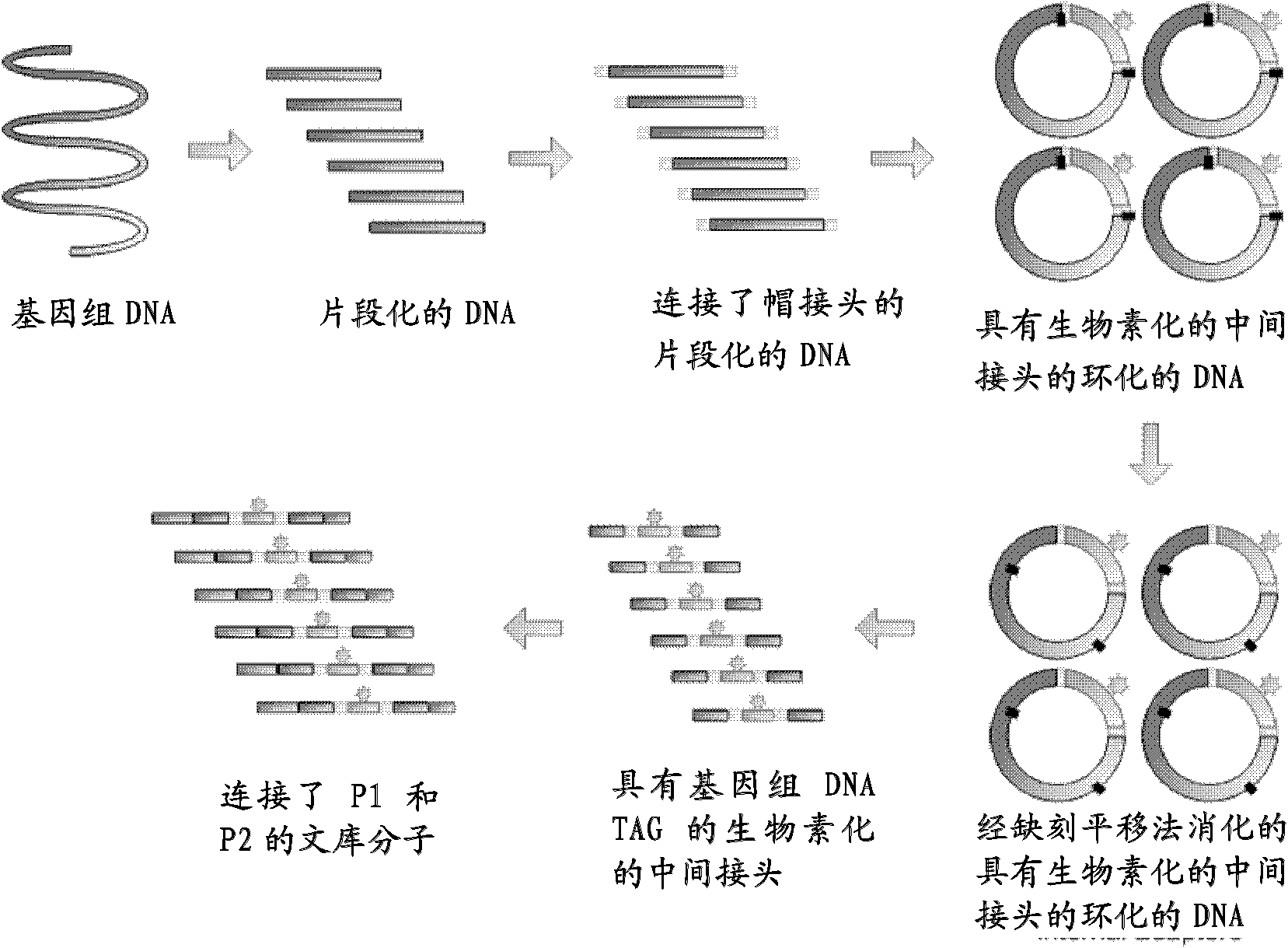 DNA index and application thereof to construction and sequencing of mate-paired indexed library