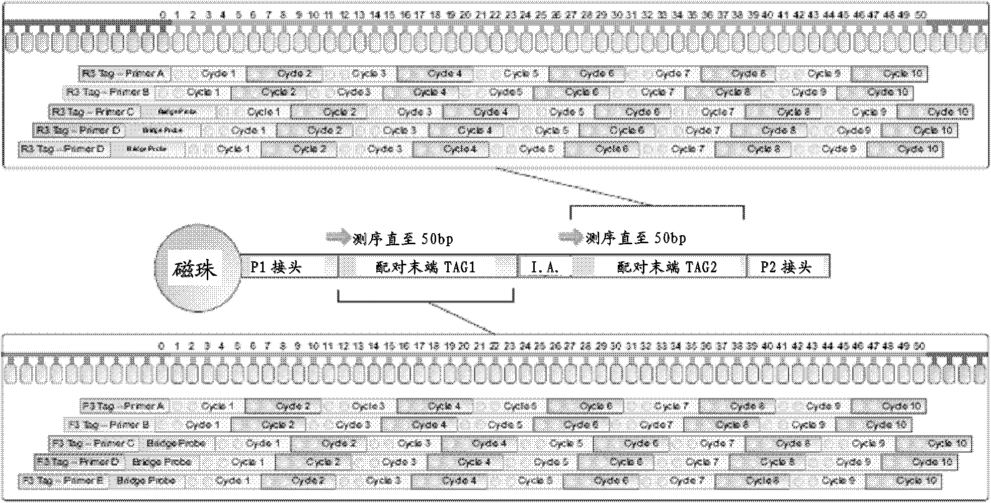 DNA index and application thereof to construction and sequencing of mate-paired indexed library