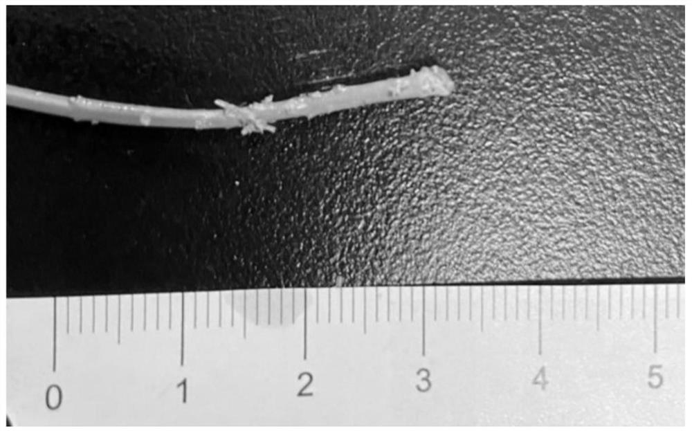 Cutting propagation method for salt-tolerant euonymus bungeanus twigs