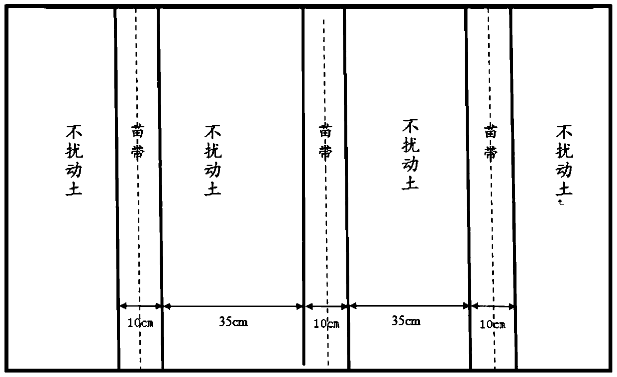 Simple Huang-Huai-Hai wheat-corn zero-crop-rotation cultivation method