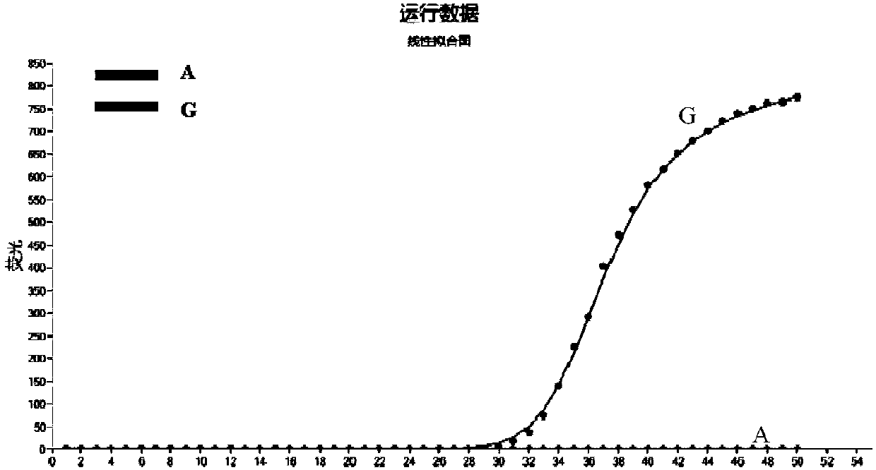 Rapid detection kit for CYP3A5*3 genotype based on POCT mode