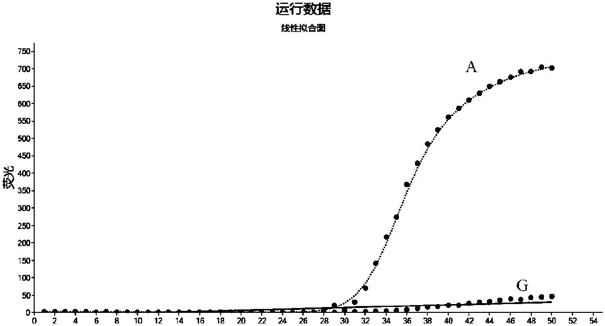 Rapid detection kit for CYP3A5*3 genotype based on POCT mode