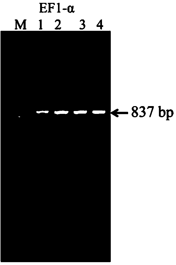 Rhopalosiphum padi Linnaeus EF1-alpha reference gene partial sequence as well as cloning method and application thereof