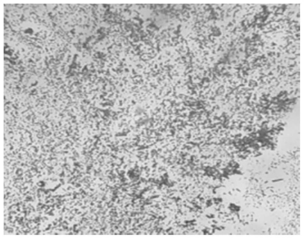 Method for producing calcium sulfate whiskers by using high-chlorine wastewater generated in bone gelatin production