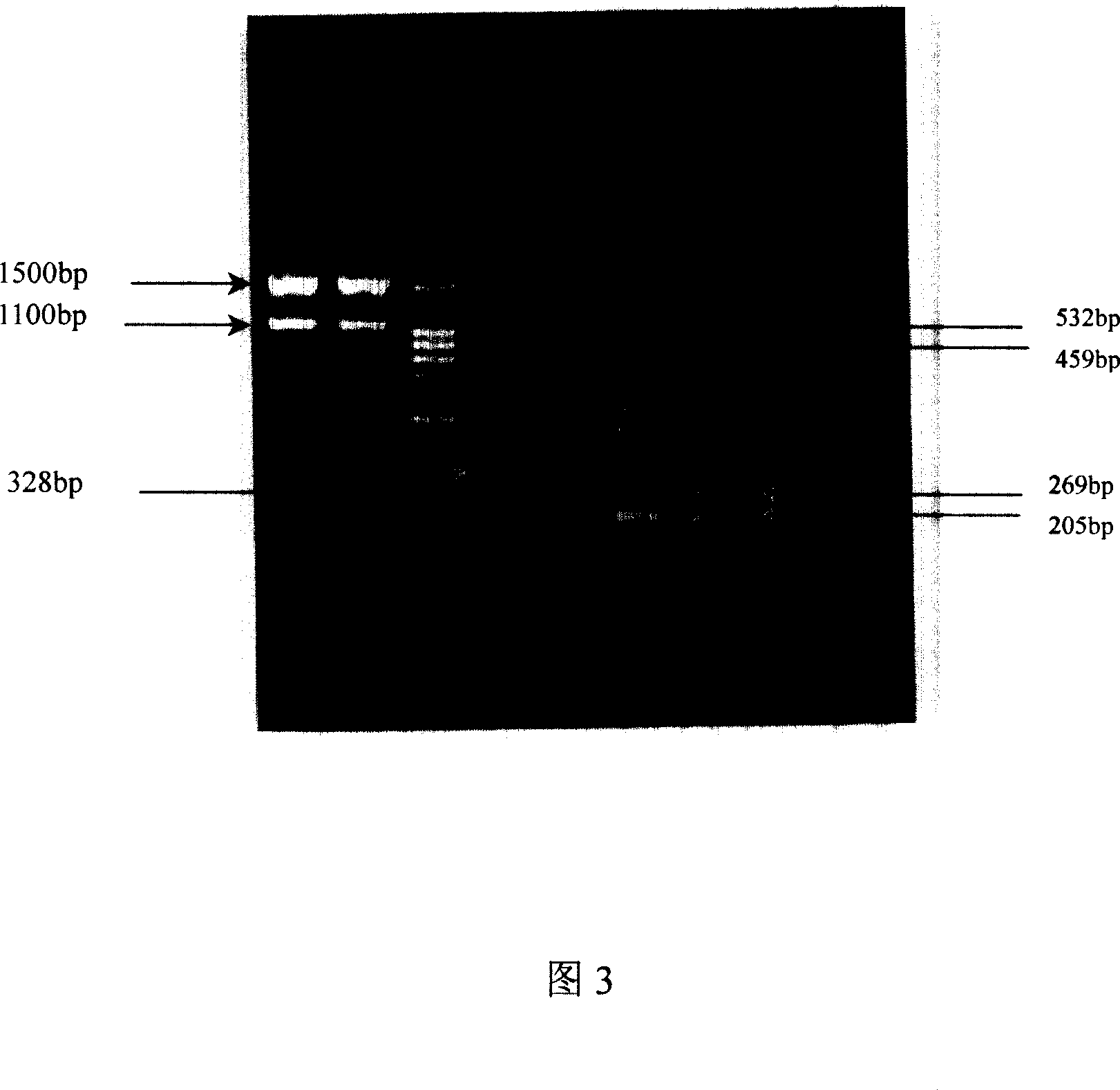 Kit and process for PCR amplification detecting type 2 pig streptococcus virulence gene