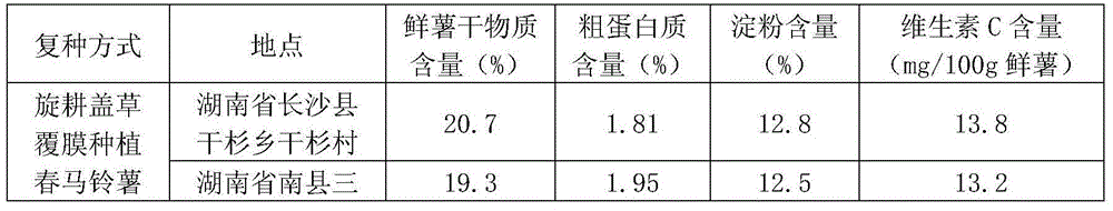 Potato-double cropping rice triple cropping and multiple cropping method