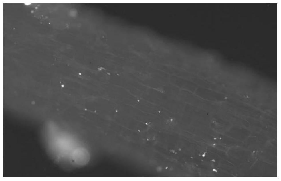 Bio-based slow/controlled-release coated nano cemented granulated fertilizer and preparation method thereof