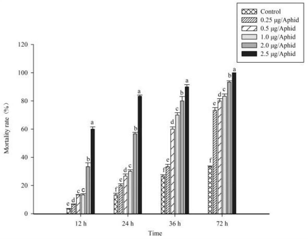 Grapefruit oil with cowpea aphid insecticidal activity as well as insecticide and application thereof