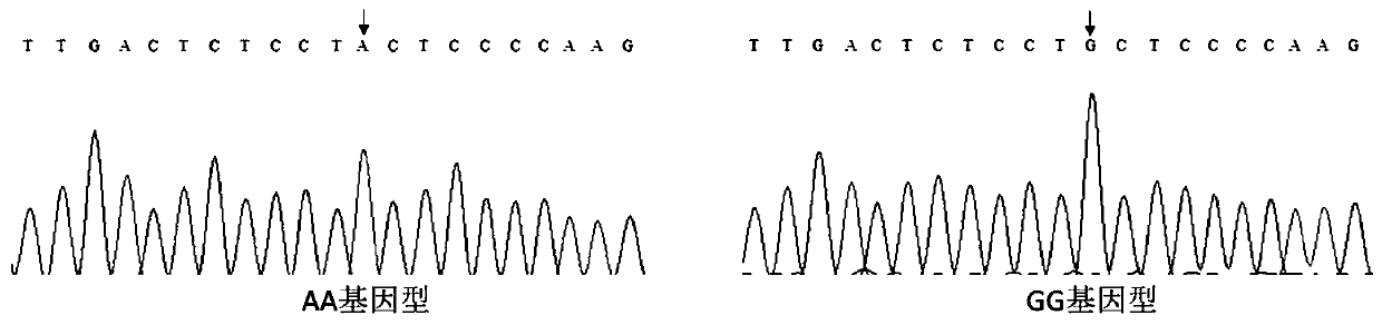 Method for identifying diameters of muscle fibers of pig and primer pair used by method