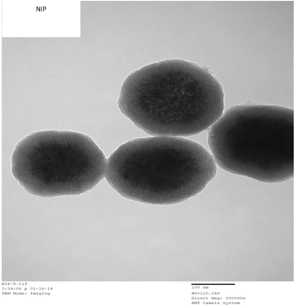 Protein antigen determinant molecularly imprinted material as well as preparation and application thereof